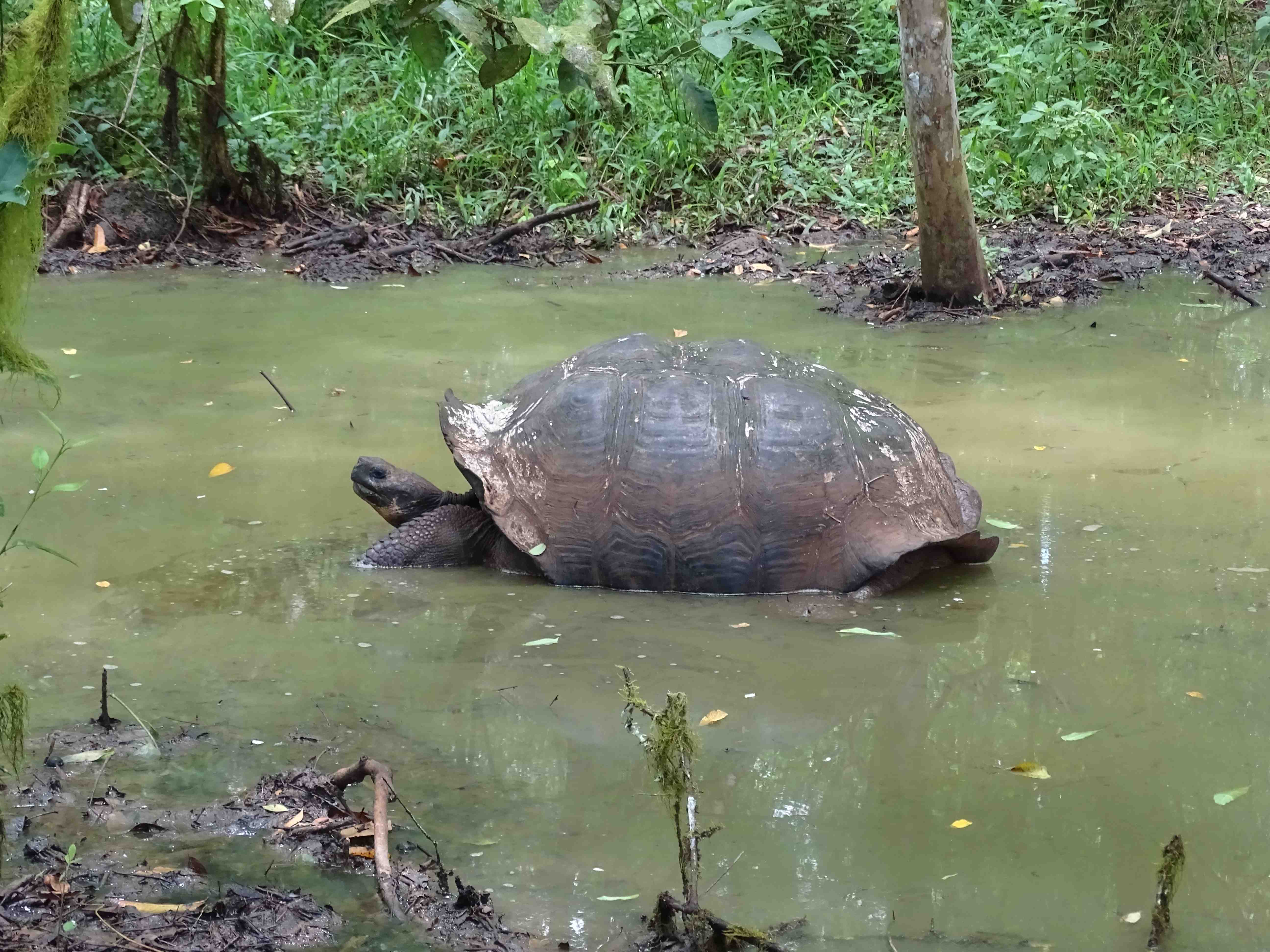 giant tortoise mres.jpg
